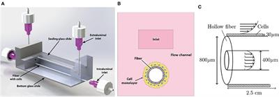 A Theoretical and Experimental Study to Optimize Cell Differentiation in a Novel Intestinal Chip